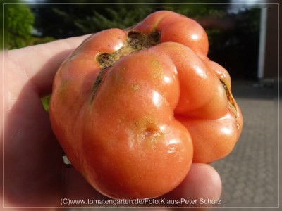 2012_Nectarine_Fruit3.jpg