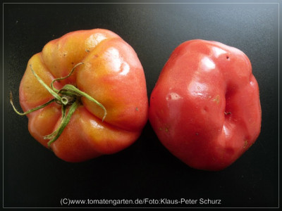 2012_Nectarine_Fruit5.jpg