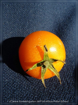 2012_Orangino_Fruit2.jpg