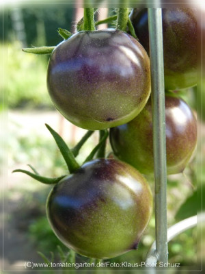 2012_OSU_Blue_Fruit1.jpg