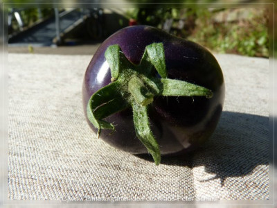 2012_OSU_Blue_Fruit2.jpg