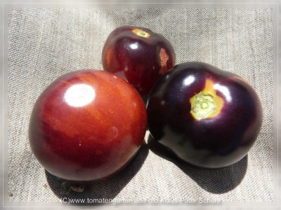 2012_OSU_Blue_Fruit6.jpg