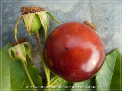 2012_OSU_Blue_Fruit7.jpg