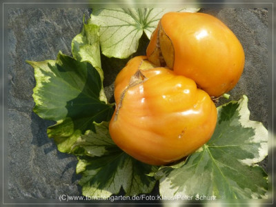 2012Dawsons_Russian_Heart_Fruit1.jpg