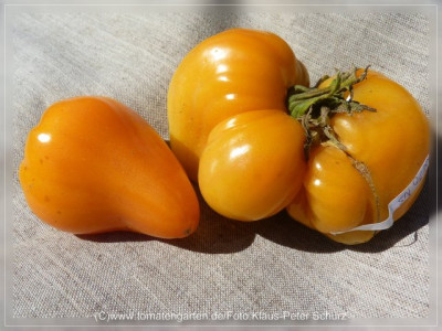 2012Dawsons_Russian_Heart_Fruit3.jpg