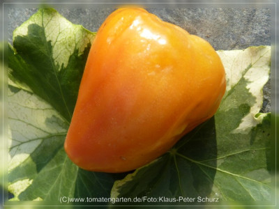 2012Dawsons_Russian_Heart_Fruit4.jpg