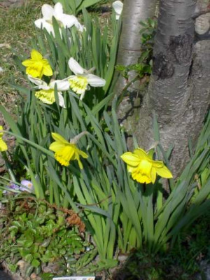 20040402_narcissus_03.jpg