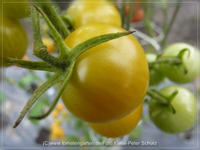 2012_Ping_Pong_Fruit1.jpg
