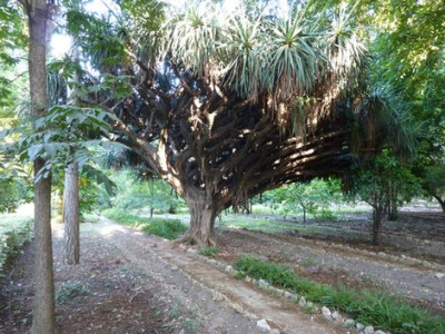 OBP9.jpg