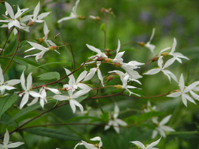 gillenia_trifoliata_kati.jpg