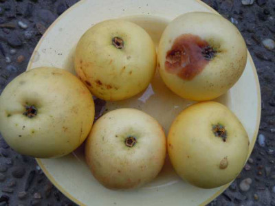 Apfel_sportpl_alojf.JPG