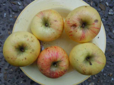 apfel_unbek_jajflaj.JPG
