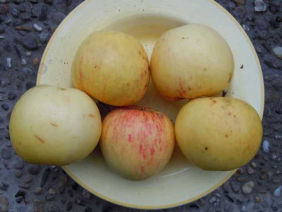 apfel_unbekanntiuoqwputp.JPG