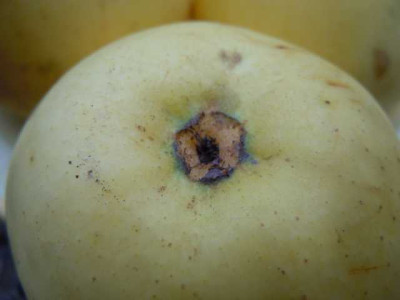 Apfel_vlo_nip.JPG