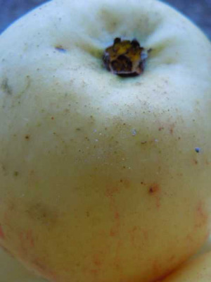 apfel_uouvoupvu.JPG