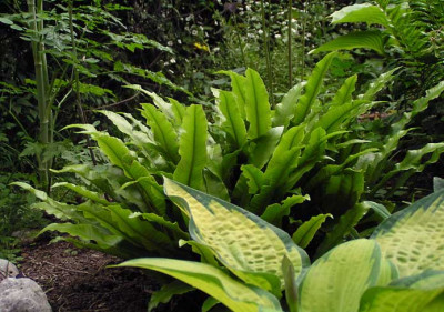 asplenium_scolopendrium_kati.jpg