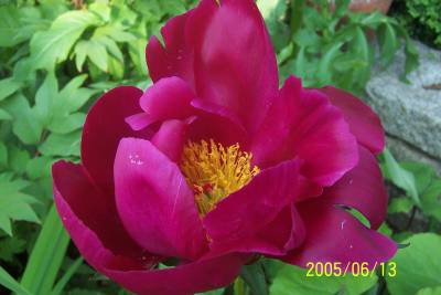 Paeonia_laciflora_Sword_Dance.jpg
