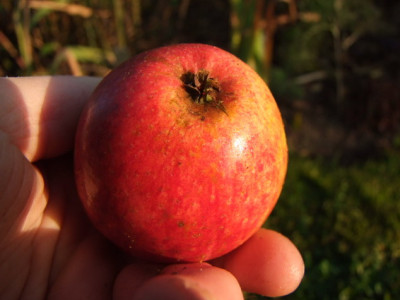 2012_1104Apfel0024_Bildgroe_andern.JPG