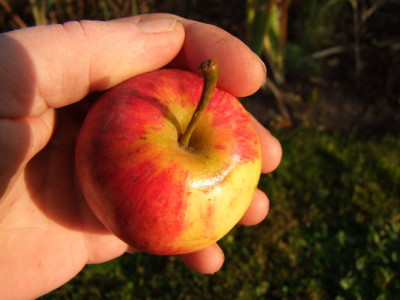 2012_1104Apfel0023_Bildgroe_andern.JPG