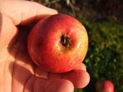 2012_1104Apfel0022_Bildgroe_andern.JPG