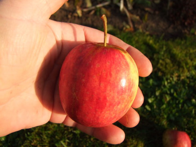 2012_1104Apfel0021_Bildgroe_andern.JPG