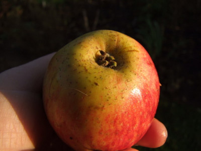 2012_1104Apfel0020_Bildgroe_andern.JPG