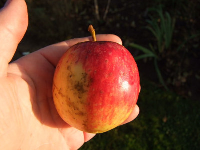 2012_1104Apfel0019_Bildgroe_andern.JPG