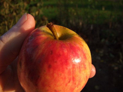 2012_1104Apfel0017_Bildgroe_andern.JPG