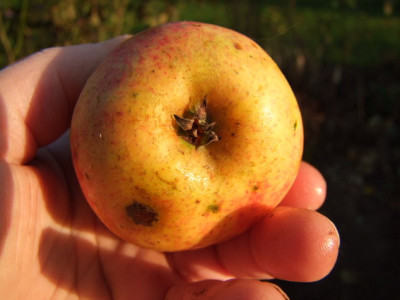 2012_1104Apfel0016_Bildgroe_andern.JPG