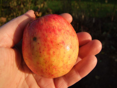 2012_1104Apfel0015_Bildgroe_andern.JPG