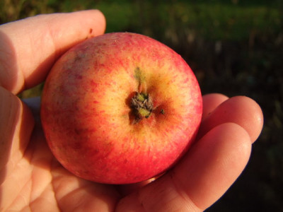 2012_1104Apfel0014_Bildgroe_andern.JPG