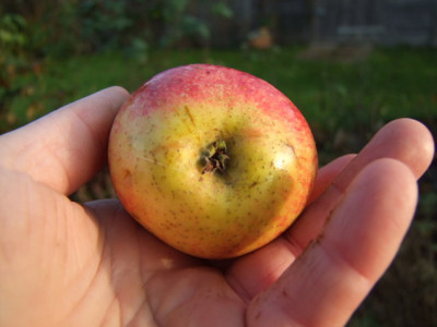 2012_1104Apfel0011_Bildgroe_andern.JPG