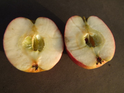 2012_1104Apfel0007_Bildgroe_andern.JPG