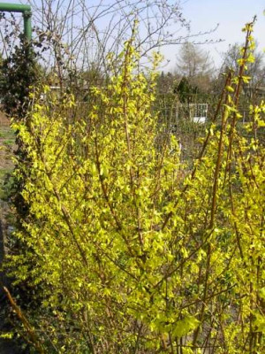 20040402_forsythia_03.jpg