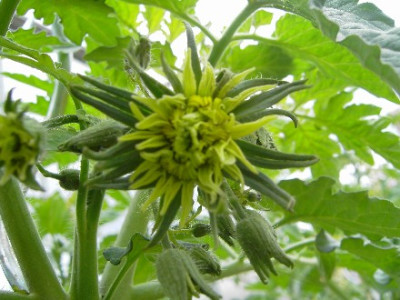 Web_Tomatenblute_159.jpg