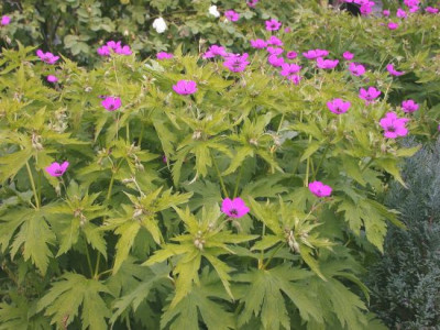 Geranium_psilostemon_2002.jpg