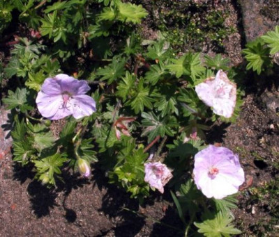 Geranium_Appleblossom003.jpg