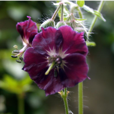 G._phaeum_Samobor_002.jpg
