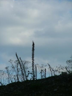 2012_08_12_Digitalis.JPG