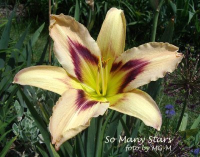 Imgp0343SoMStars.jpg