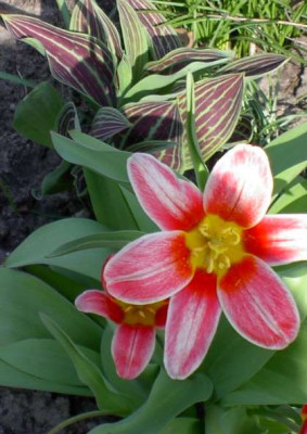 20040402_tulpe_rotweiss.jpg