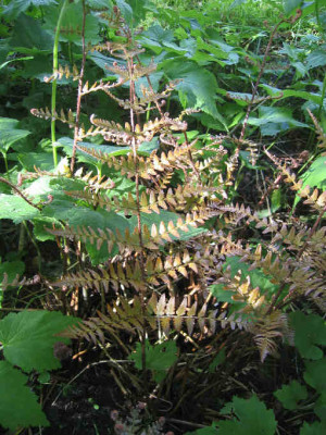 184_8500_A_1.jpg