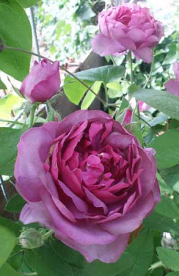 Jenny_Duval_002.jpg