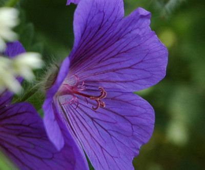 Geranium_.jpg