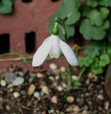 Galanthus_peshmenii__.._06.11.2012_006.jpg