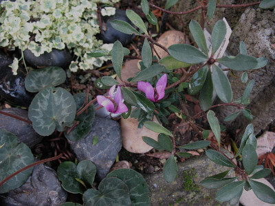 Cyclamen_purpurascens_..06.11.2012_012.jpg
