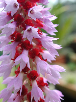 Primula_vialii.jpg
