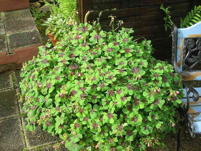 Oxalis_deppei_Kubel.jpg