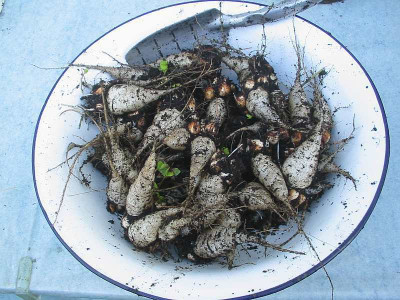 Oxalis_deppei_Kubel_Ernte.jpg