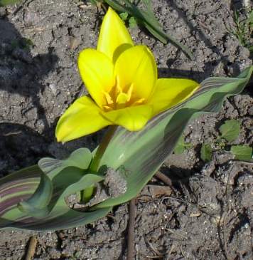 20040402_tulpe_gelbrot.jpg